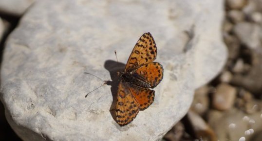 La Mélitée orangée