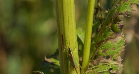 Tettigonia sp.