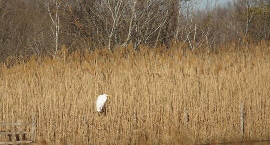 Grande aigrette