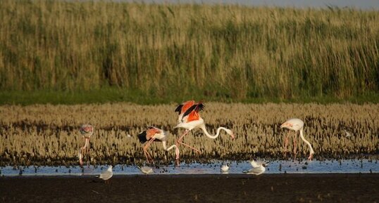 Flamants roses...