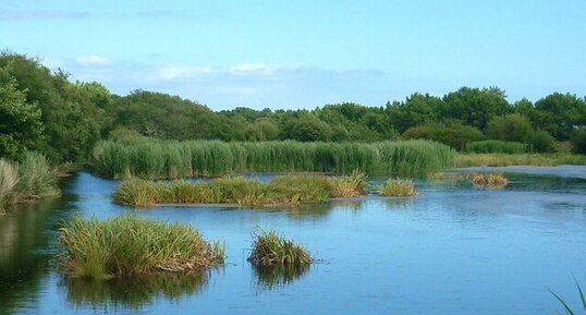 Marais de Mouterlin (Fouesnant)