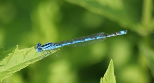 Erythromma lindenii - sous réserve