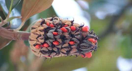 Graines de magnolia grandiflora