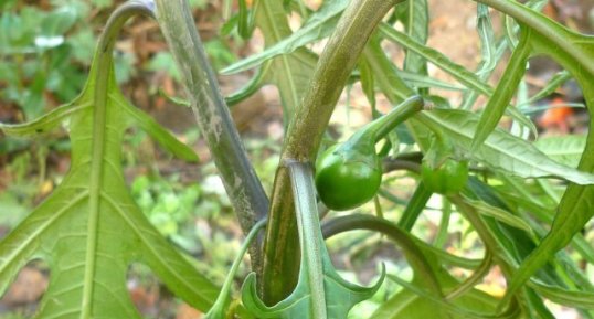 Solanum aviculare