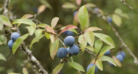 Prunelle ou Épine noire