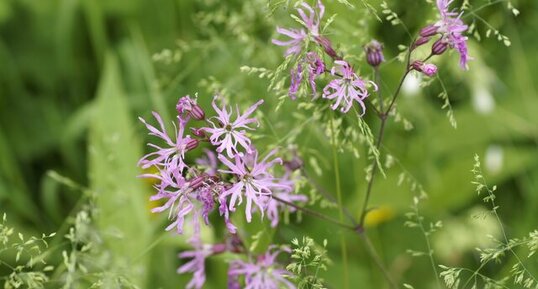 Silene fleur de coucou