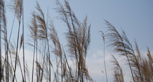 Phragmites