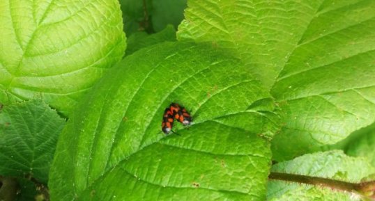 Couple de cercopes, Cercopis vulnerata