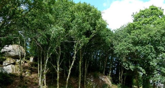 Forêt de Huelgoat.