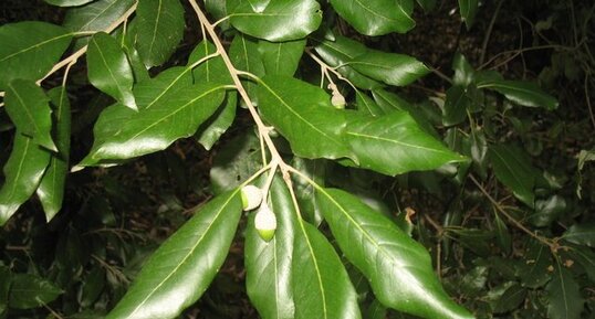 Fruit du chêne vert