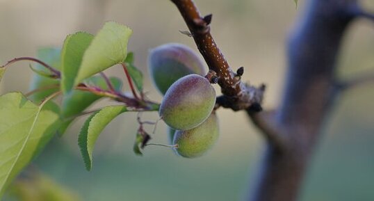 Jeunes abricots