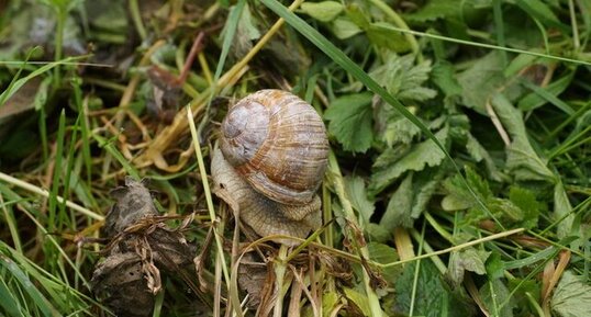 Escargot de Bourgogne