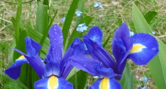 Iris à feuilles en glaive (iris xiphium)