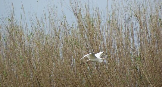 Grande aigrette