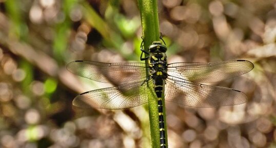 Cordulegaster b boltonii Cordulegastre annelé femelle