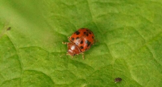 Coccinelle à 24 points - sous réserve