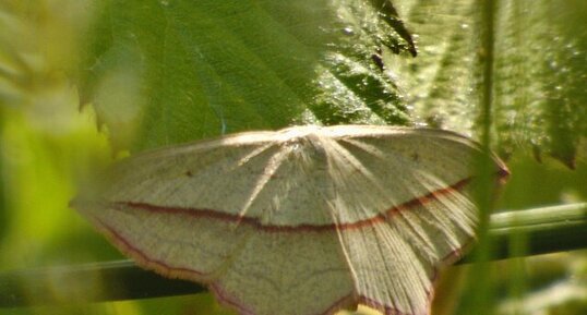 Phalène anguleuse Timandra comae