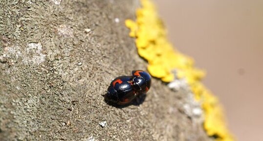 Brumus quadripustulatus