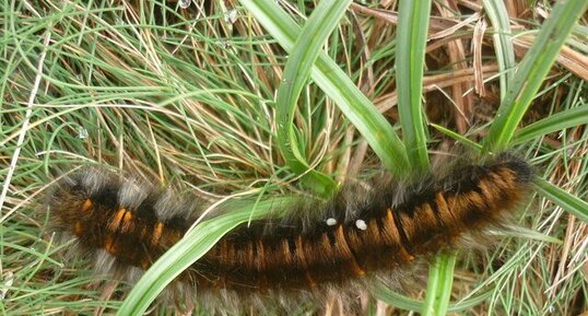 Chenille du Bombyx de la ronce