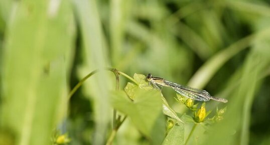 Agrion élégant femelle ténéral