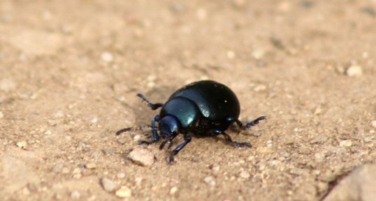 Timarcha tenebricosa