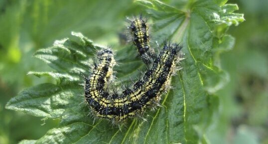 Chenille d'aglais urticae dit la petite tortue