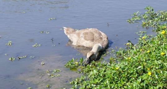 Cygne tuberculé juvénile