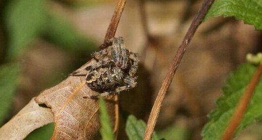 Araneus diadematus