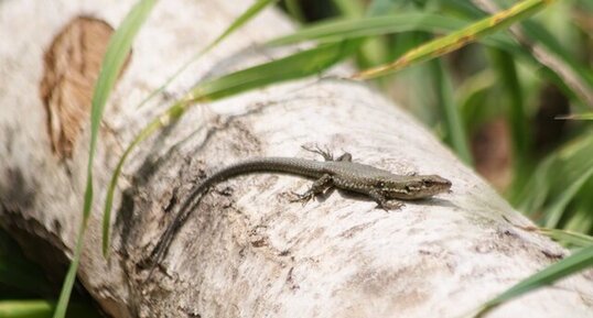 Lézard des murailles - sous réserve