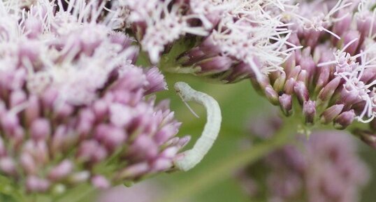 Chenille de l'Eupithécie des Centaurées ?