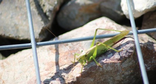 Grande Sauterelle Verte Teetigonia viridissima