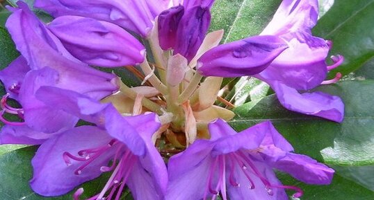 Fleurs de rhododendron ponticum