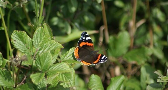 Papillon - Le vulcain ou Amiral