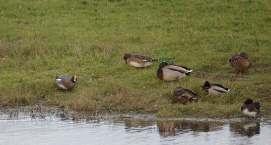 Canard siffleur et Colverts