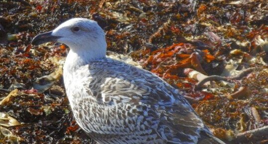 Poussin de goéland marin (Larinus marinus)