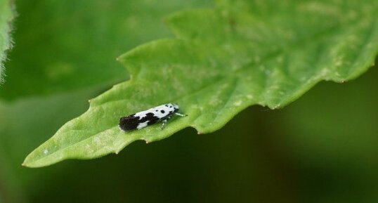 Ethmia quadrillella