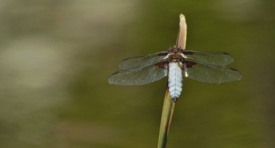 Libellule déprimée Libellula depressa mâle