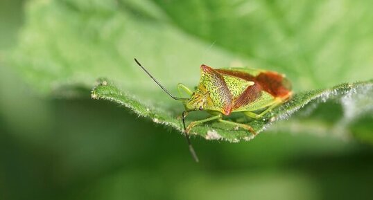 Acanthosoma haemorrhoidale