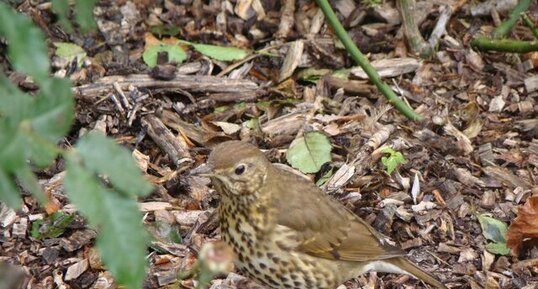 Grive musicienne - Turdus philomelos