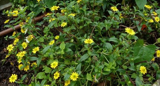 Jardinière fleurie. Sanvitalia procumbens