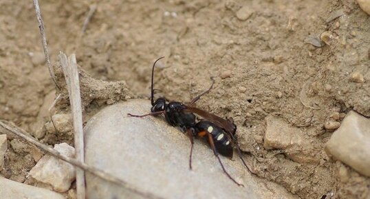 Cryptocheilus octomaculatus - sous réserve