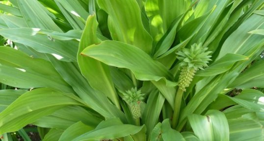 Eucomis pole evansii