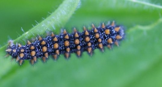 Chenille d'une melitée