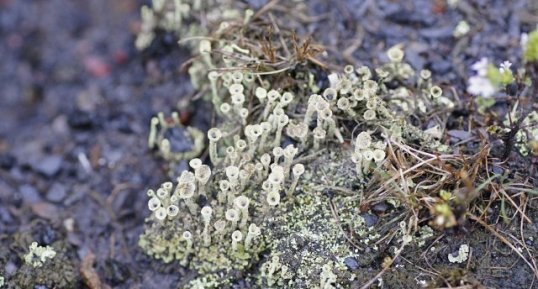 Cladonia sp.