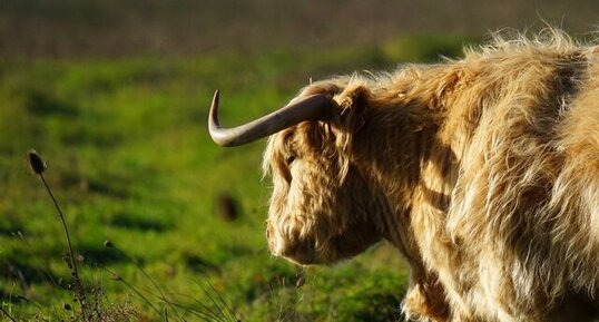 Highland cattle