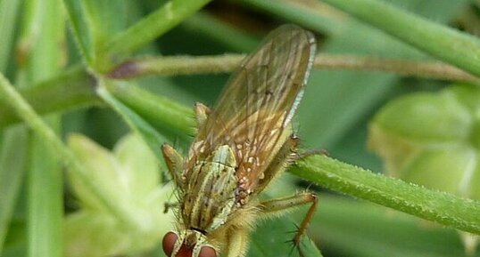 Scatophaga stercoraria