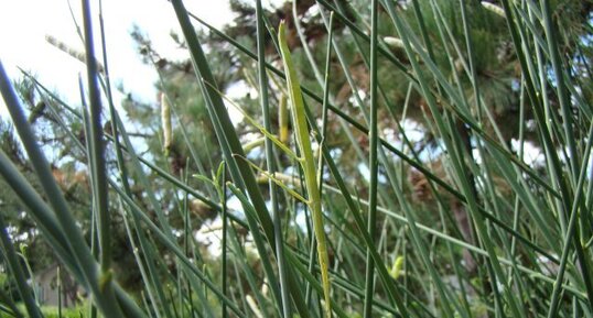 Phasme gaulois - Clonopsis gallica