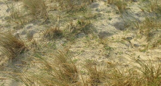 Oyats sur les dunes de Tréompan