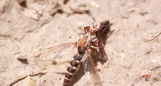 Mouche à toison