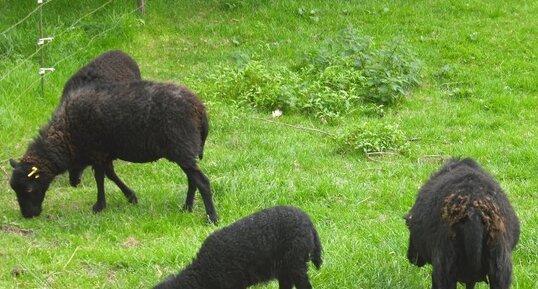 Moutons noirs de l'ile d'ouessant